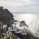 동백쉐이리 이미지