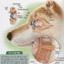 아틀라스동물의료센터 이미지