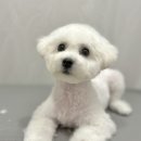 튼튼애견미용