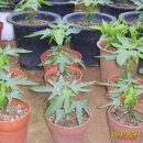 파파야1 이미지