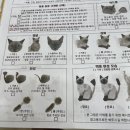 고양이무마취미용무냥무냥 - 남구 수영로 364 | 고양이무마취미용무냥무냥
