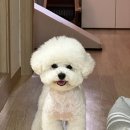몽실몽실펫살롱 이미지