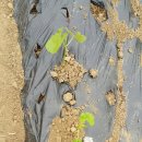 초성 농장 이미지