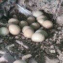 수안보농장 이미지