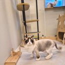 랙돌하우스 | 랙돌고양이 라이언컷 미용 대전고양이미용실 페르시안캣~