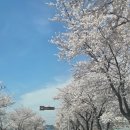 강변도로 | 대구 근교 근처 노지 벚꽃 캠핑 영천 임고 강변 실제 방문 후기