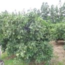 하천리-1 이미지