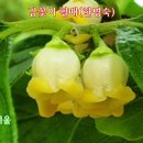 감꽃 이미지
