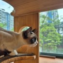 안산 고양이 전문 호텔 슈슈캣 캔디의 호텔링 이용후기