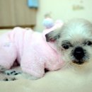 꽃님이 이미지