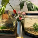 꽃님이 | 꽃 택배 배송 생화 꽃다발 5900원 꽃님이 랜덤 제철꽃 후기