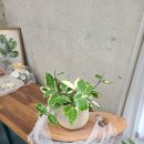 화원하나로카클리닉 | 호야 키우기 꽃 피우는 조건 물주기 빛 분갈이 문제 해결 총정리 새늘가드닝 실전 노하우