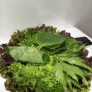 청림시장 | 부산 진시장 맛집! 청림식당 더덕불고기쌈밥 후기 (ft. 놀토 맛집