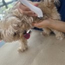 정애견미용학원 티스토리