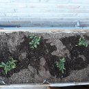 솔빛농장 이미지