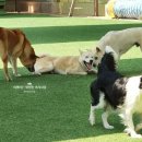 이평우 반려견 교육센터 이미지