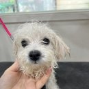 두루몽실 이미지