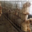 대전애견경매장 이미지