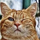 해든고양이병원 이미지