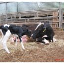 쌍둥농장 이미지