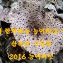 2016년 능이버섯 이미지