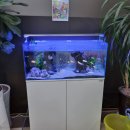 파란하늘빛어린이집 | 일산 덕양구 어항청소 수족관 주문제작, 출장 관리 서비스~ (아쿠아티파니강서)