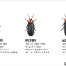 반딧불이 이미지