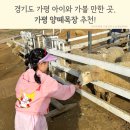 제이목장 | 경기도 가평 양떼목장 아이와 가볼 만한 곳으로 추천
