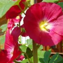 접시꽃민박 이미지