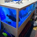 매일스시 횟집 | 🐟 매일스시횟집 7만원 코스 솔직후기