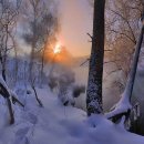 눈속에피는꽃 이미지