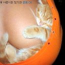 신기 이미지