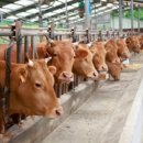 부농축산 이미지