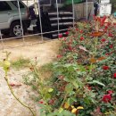 장미수퍼 이미지