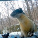 담비 이미지