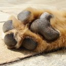 강아지발바닥