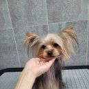 담비살롱 이미지