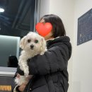 아프지마약국 | [26.02] 2.23- 3.1일 - 코리랑 일주일: 녹내장이 심해졌어요ㅠ