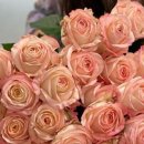 디자인수피아