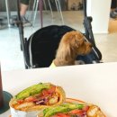 양촌애견 이미지