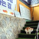 온돌방숯불갈비 | 장흥 반려동물 동반 양주맛집 캠핑감성 깨돌이네 계곡식당