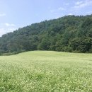 메밀꽃필무렵 오마이뉴스