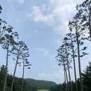 [솔모로CC]좋은 날씨에 소나무가 멋진 여주,이천 회원제골프장 라운딩후기