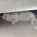 예뻐지개냥 이미지