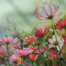 최*정 - 안양시 동안구 관평로138번길 | 최*정