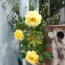 오늘 기준금리를 0.25%라도 올려야 한다 이미지