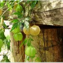 회인농장 이미지