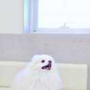 울산 강일웅고양이메디컬센터 이미지