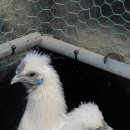 어미들 농장 이미지