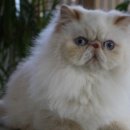 더히말라얀 이미지